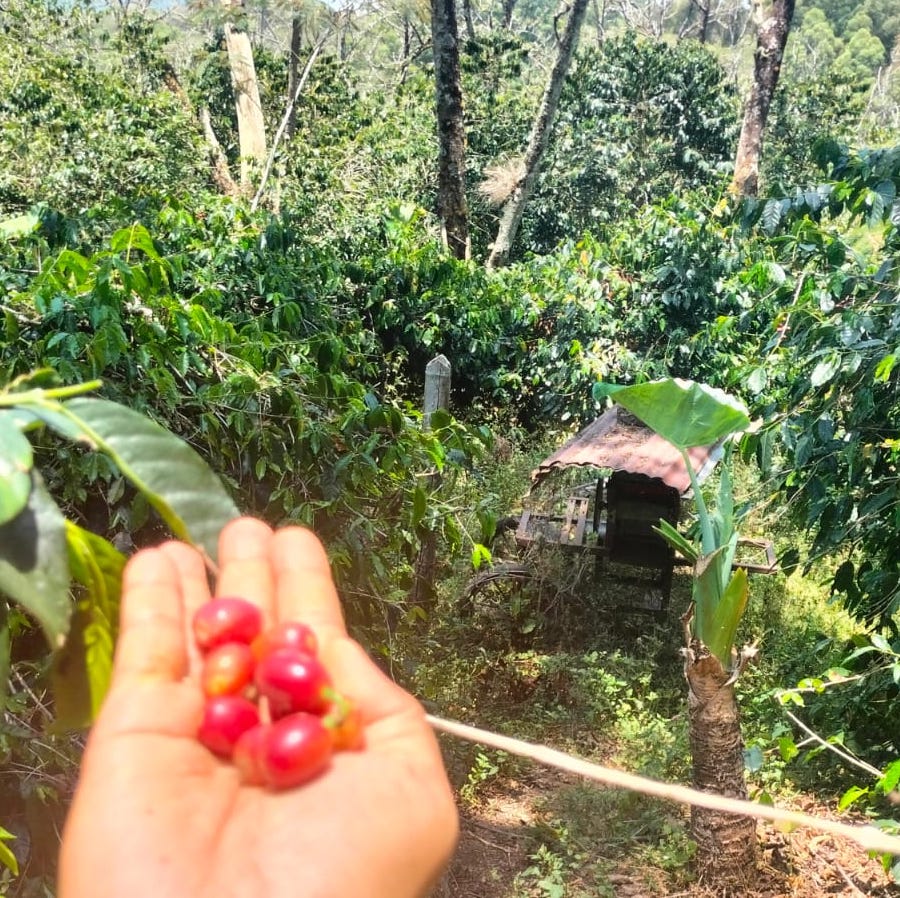 Indonesia Coffee Snapshot 2023