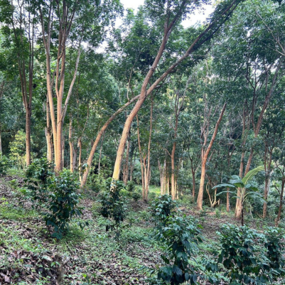 Single Origin Coffee