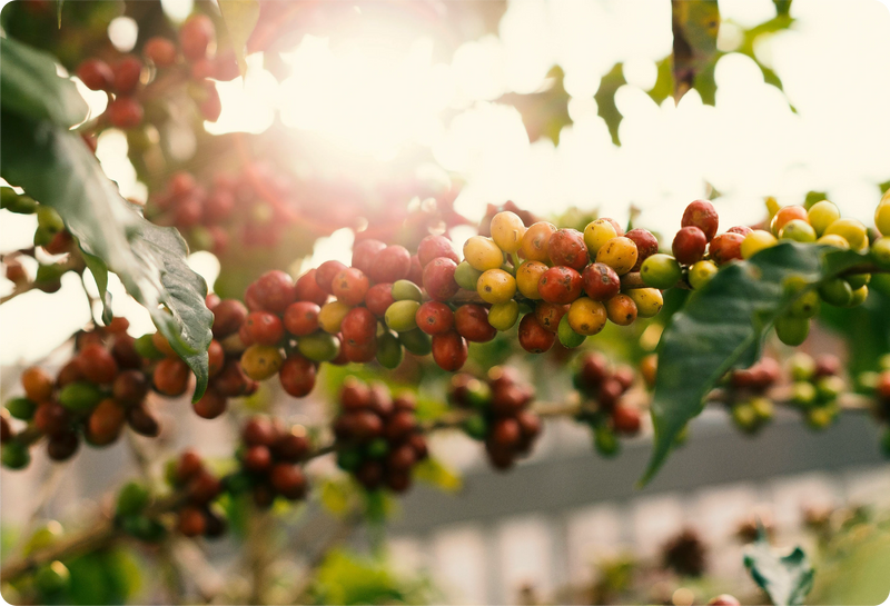 Coffee Varieties