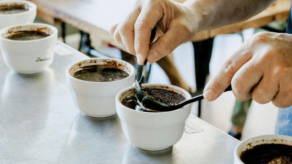 Sip Into The Cup: Tasting Notes