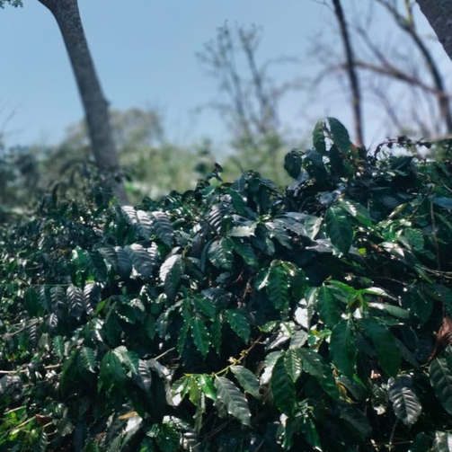 Differences and Opportunities for Flores Island Arabica and Robusta coffees