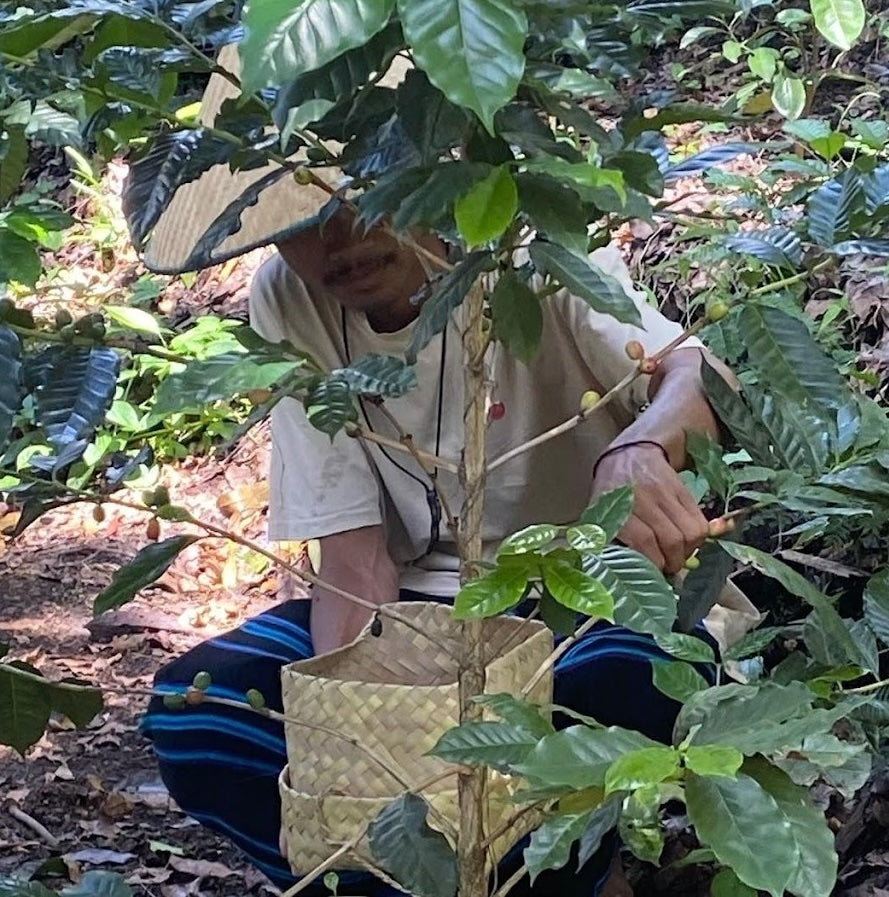 On The Trail: Nilo Coffee Plantation