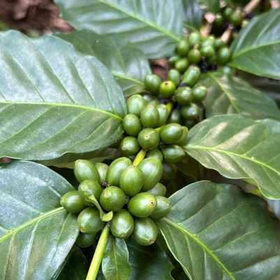 Sip Into The Cup: On Coffee Waves